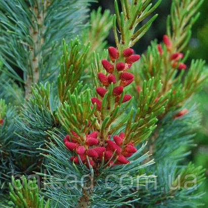 Сосна японська Бергман​​​​ / h 50-60 / Pinus parviflora Bergman, фото 3