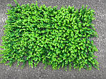 Газон-килимок самшитовий для фітостен, 40 × 60 см., фото 3