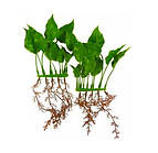 Рослина Marina AquaScaper Anubias Nana 15 см, 2 шт. пластик