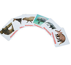 Карточки Домана "Екзотичні тварини" від Вундеркінда з пеленок, великі, з фактами, 20 карток, українською мовою