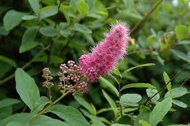 Спірея верболиста/Spiraea salicifolia С3/ Н100-110 - фото 3 - id-p1363068849