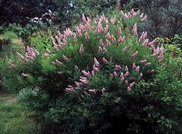 Спірея верболиста/Spiraea salicifolia С3/ Н100-110 - фото 1 - id-p1363068849