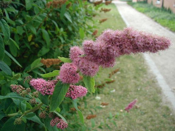 Спірея верболиста/Spiraea salicifolia С3/ Н100-110 - фото 4 - id-p1363068849