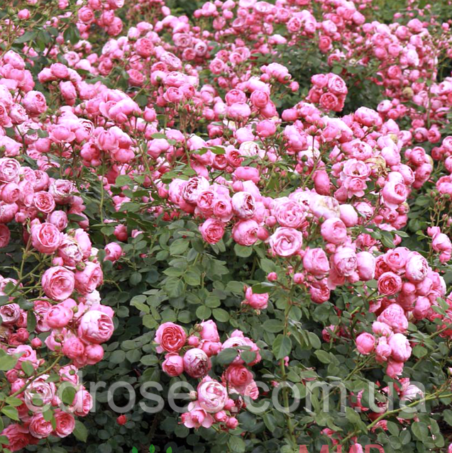 古箏（rose rosaさん専用） 古箏（rose rosaさん専用） 古筝– Toronto Music Pro