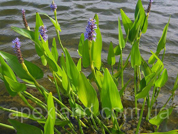 Pontederia cordata - рослина для ставка Рослина для мілководдя Pontederia cordata