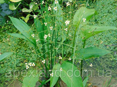 Рослина для мілководдя Alisma plantago-aquatica