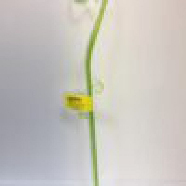 Подпорка под орхидею Form-Plastic Алмаз фирурная 39 см, Цвет Прозрачный - фото 4 - id-p1363383210