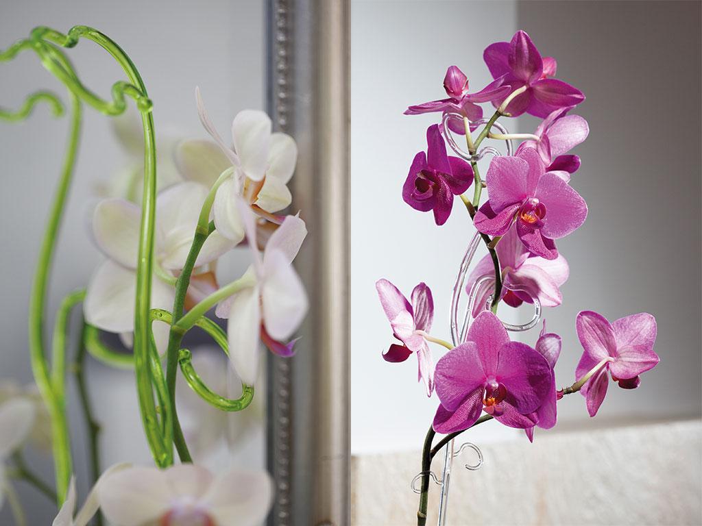 Подпорка под орхидею Form-Plastic Алмаз фигурная 59 см, Цвет Прозрачный Розовый - фото 1 - id-p1363383214