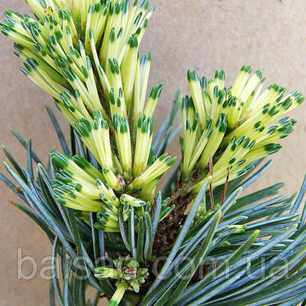 Сосна японська Фукай ​​​​​​​/ С7,5 / h 40-50 / Pinus Fukai, фото 1