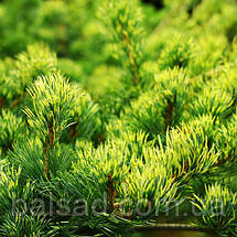 Сосна японська Фукай ​​​​​​​/ С7,5 / h 40-50 / Pinus Fukai, фото 5