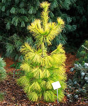 Сосна японська Луї​ / С10 / h 40-50 / Pinus parviflora Louie, фото 2