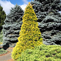 Сосна японська Луї​ / С10 / h 40-50 / Pinus parviflora Louie, фото 4