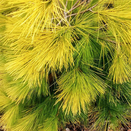 Сосна японська Луї​ / С10 / h 40-50 / Pinus parviflora Louie, фото 1