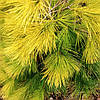 Сосна японська Луї / С20 / h 100-130 / Pinus parviflora Louie, фото 3