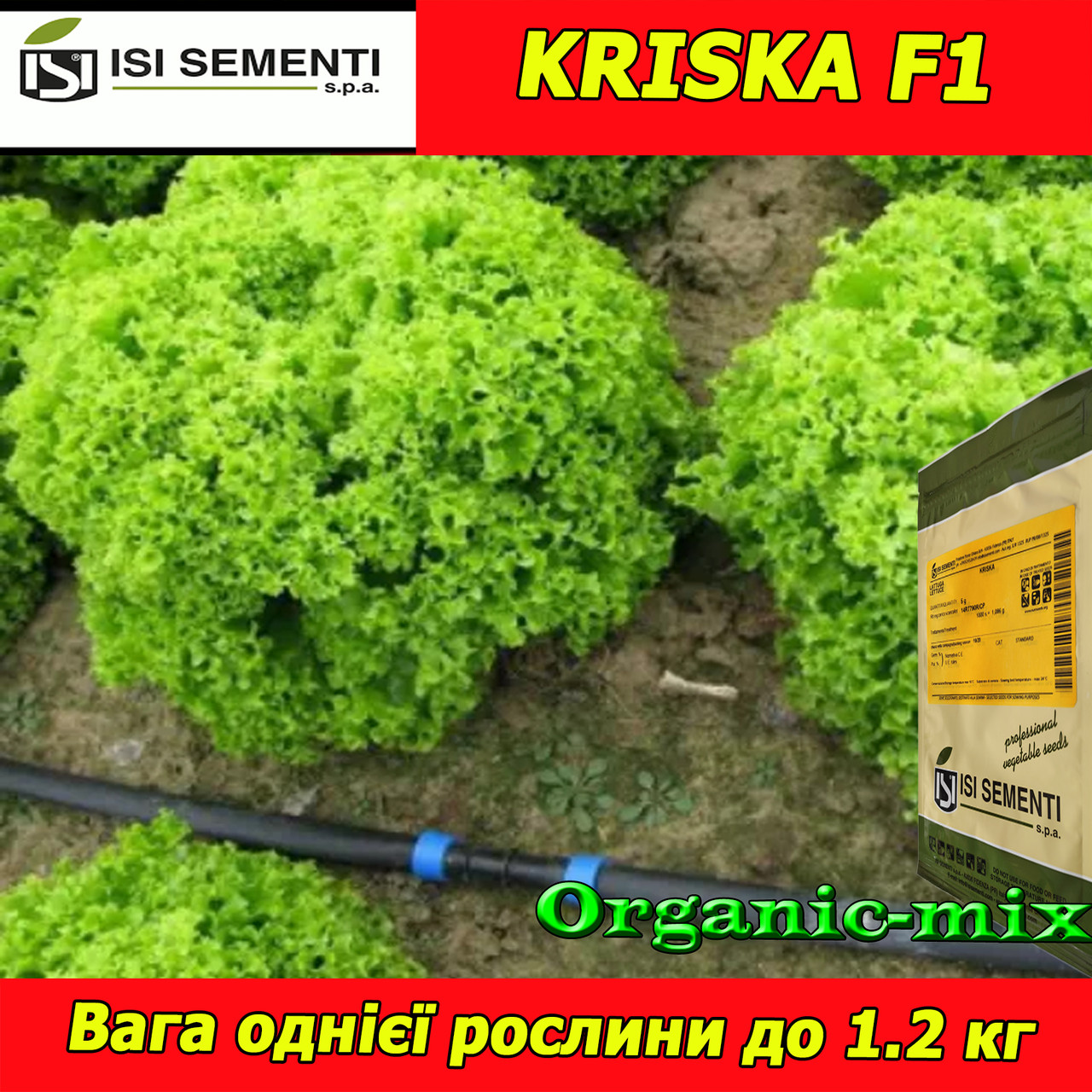 Салат КРИСКА F1 / KRISKA F1 від ТМ ISI SEMENTI (Італія), проф. пакет 5 грамів