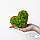 Дерев'яна шкатулка-серце зі стабілізованим мохом, фото 7