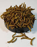 Борошняний хробак сухий "Mealworm" тм Буся. Корм для рептилій, птахів, гризунів, риб. 450мл/60г