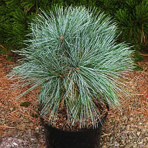 Сосна веймутова Мері Батлер / С5 / h 20-30 / Pinus Mary Butler, фото 2