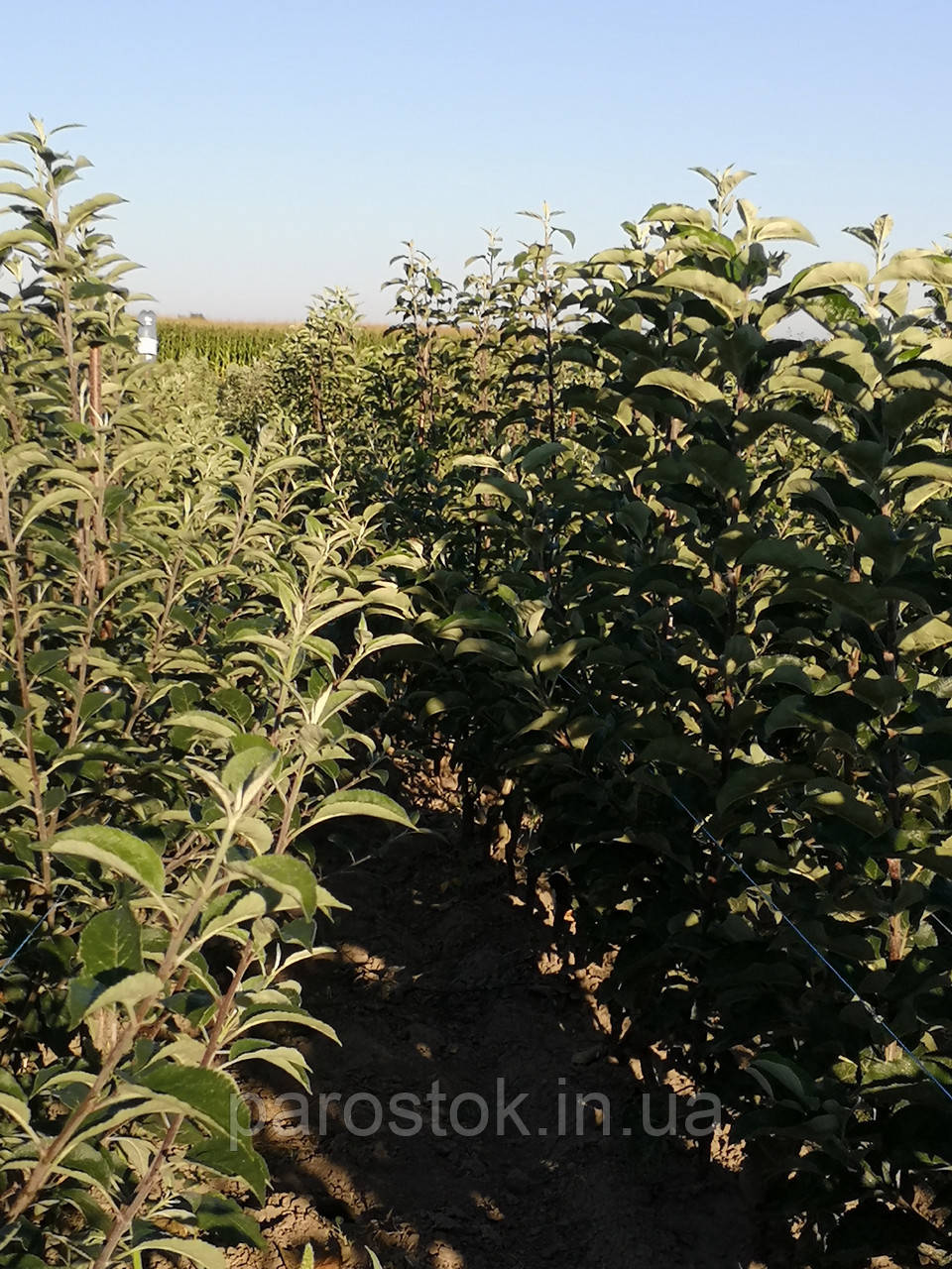 Підщепа для яблуні 54-118  (5-7 мм)