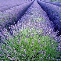 Лаванда
