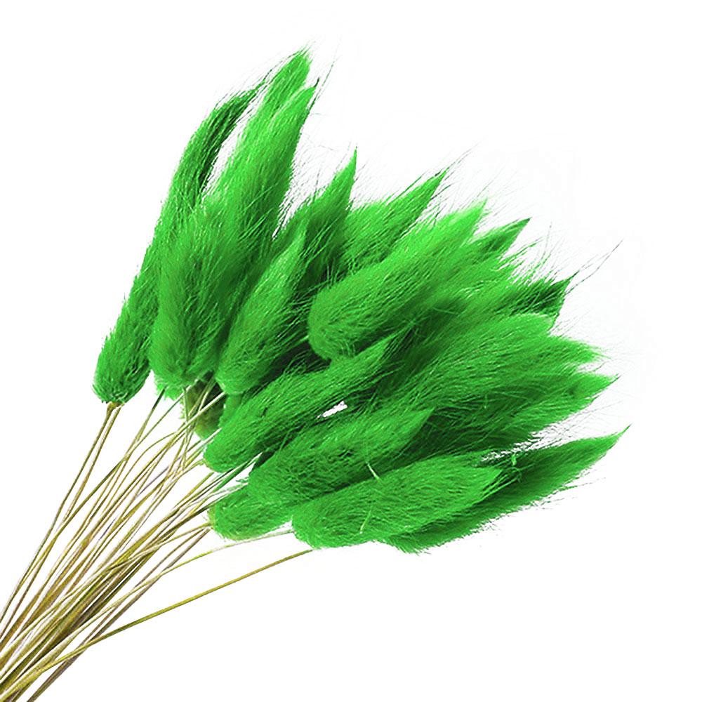 Лагурус зелений 55-70 см, 80гр (~ 110 шт), фото 1