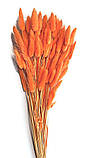 Лагурус оранжевий 55-70 см, 80гр (~ 110 шт), фото 2