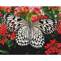 Алмазний живопис Brushme 40*50 Метелик на квітах