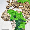 Мапа світу з мохом золотий дуб, фото 5