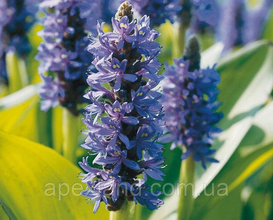 Рослина для ставка - Понтедерія серцелиста (Pontederia cordata)., фото 1