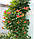 Кампсис, рослина для прикраси для арок, огорож, альтанок..., фото 3