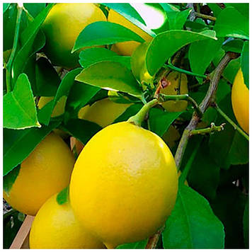 Лимон "Ташкентський"