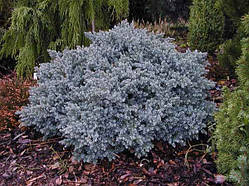 Ялівець Лускатий Блю Стар (Juniperus squamata Blue Star)