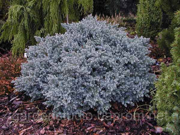 Ялівець Лускатий Блю Стар (Juniperus squamata Blue Star)