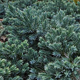 Ялівець Лускатий Блю Стар (Juniperus squamata Blue Star), фото 2