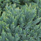 Ялівець Лускатий Блю Стар (Juniperus squamata Blue Star), фото 3