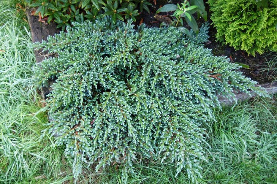 Ялівець лускатий Маленька Джоанна (Juniperus squamata Little Joana)