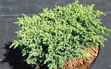 Ялівець лускатий Маленька Джоанна (Juniperus squamata Little Joana), фото 2