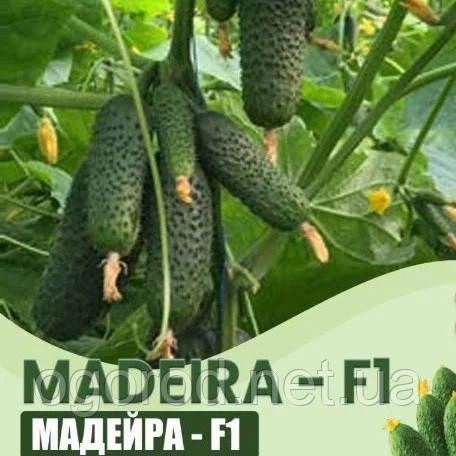 Мадейра F1 10 шт насіння огірка Seminis Голландія