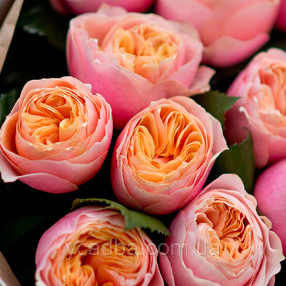 Троянди піоноподібна Вувузела (тубус), фото 1