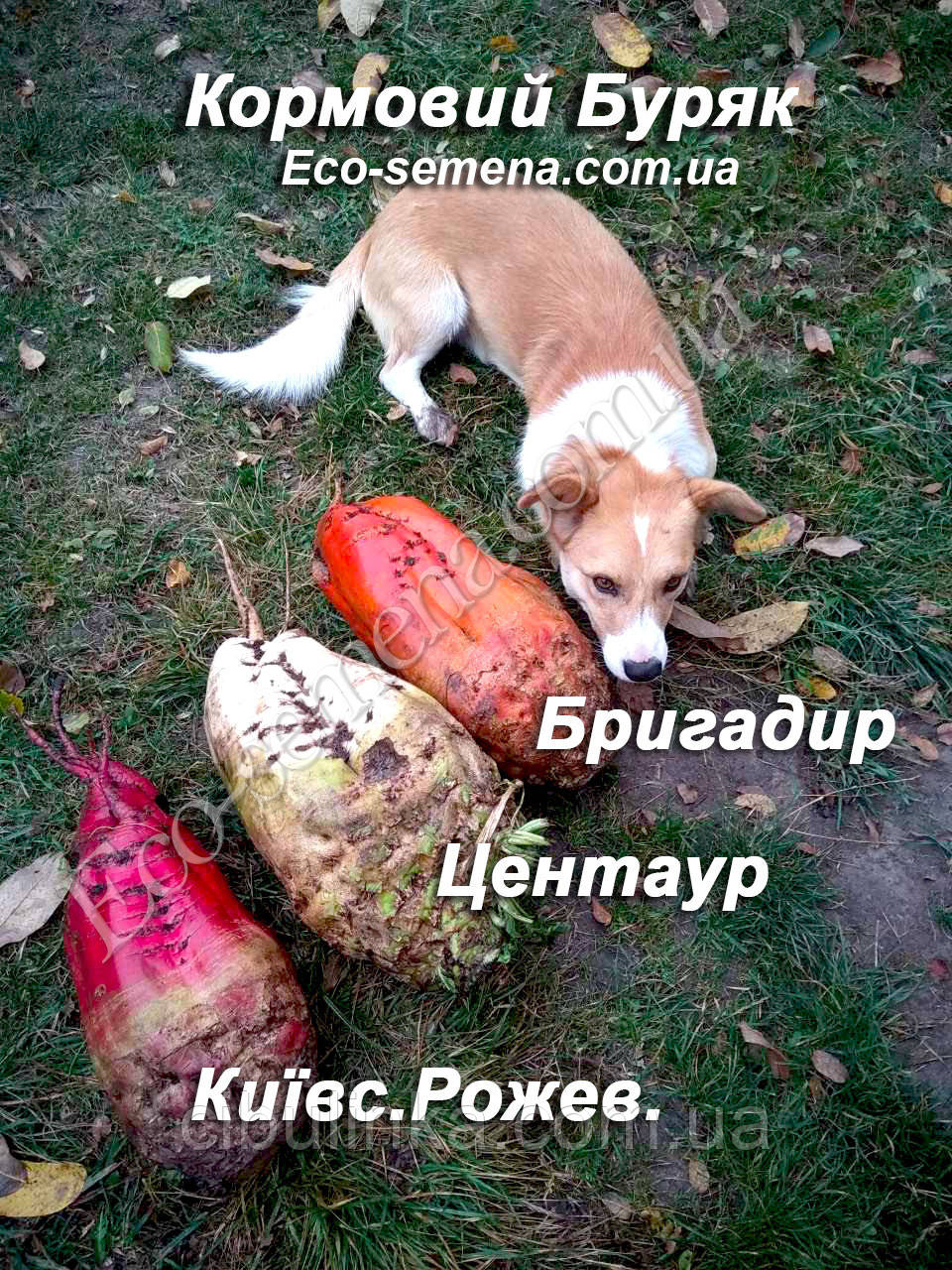 Насіння буряка кормове Бригадир (жовтогаряча) Україна, 0.5 кг, фото 1