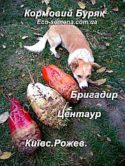 Насіння буряка кормове Бригадир (жовтогаряча) Україна, 0.5 кг