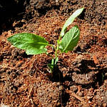 Кокосовый субстрат