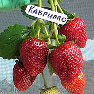Полуниця (розсада) Кабрілло – ремонтантна, великоплідна, урожайна, фото 3