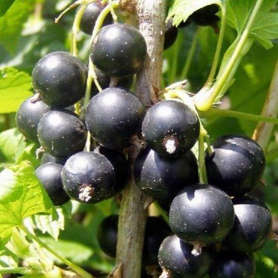 Саджанці смородини чорної Лелека - рання, промислова, невибаглива