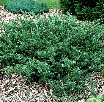 Саджанці Ялівцю китайського Сан Хосе (Juniperus chinensis San Jose)