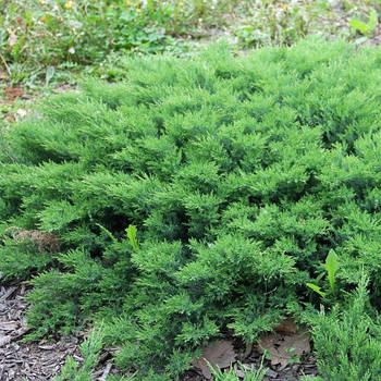 Саджанці ялівцю даурського Ленінград (Juniperus davurica Leningrad)