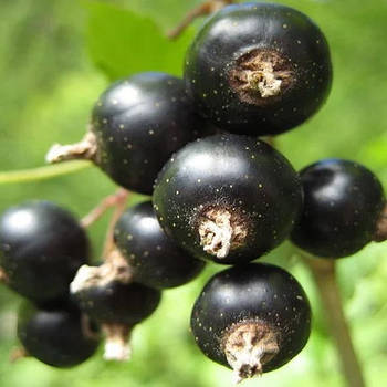 Саджанці смородини чорної Казкова - середньо-пізня, урожайна, скороплідна