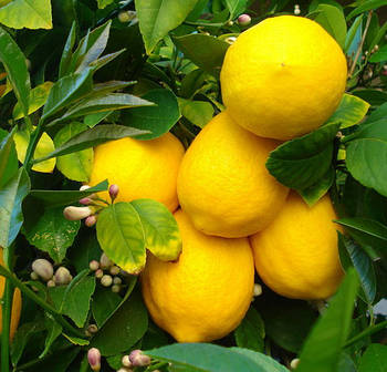 Саджанці Лимона Солодкий пунш (Sweet punch) - запашний, кисло-солодкий, ремонтантний