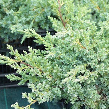 Саджанці Ялівцю лускатого Ханнеторп (Juniperus squamata Hunnetorp)