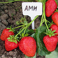 Полуниця (розсада) Амі - рання, урожайна, ароматна, фото 4